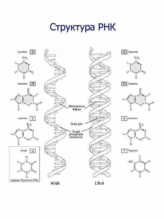 Молекулы рнк имеют структуру. Структура молекулы РНК. РНК структура молекулы РНК. Нарисуйте схему строения РНК. Схема структуры РНК.