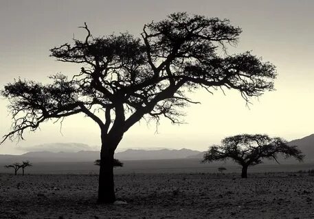 Africa but