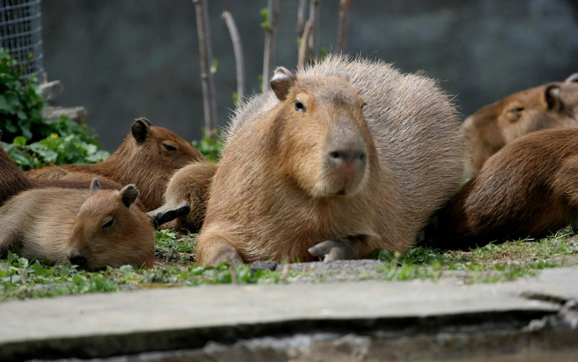 Capybara go