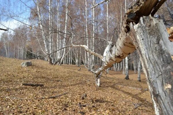 Рубила березы. Сухая береза. Засохшая береза. Старая береза.