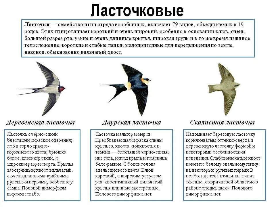 Что отличает птицу. Внешнее строение ласточки. Тип развития ласточки. Ласточка птица вид сбоку. Ласточка птица описание.