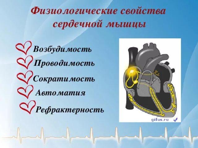 Работа сердечной мышцы. Работа сердечной мышцы
