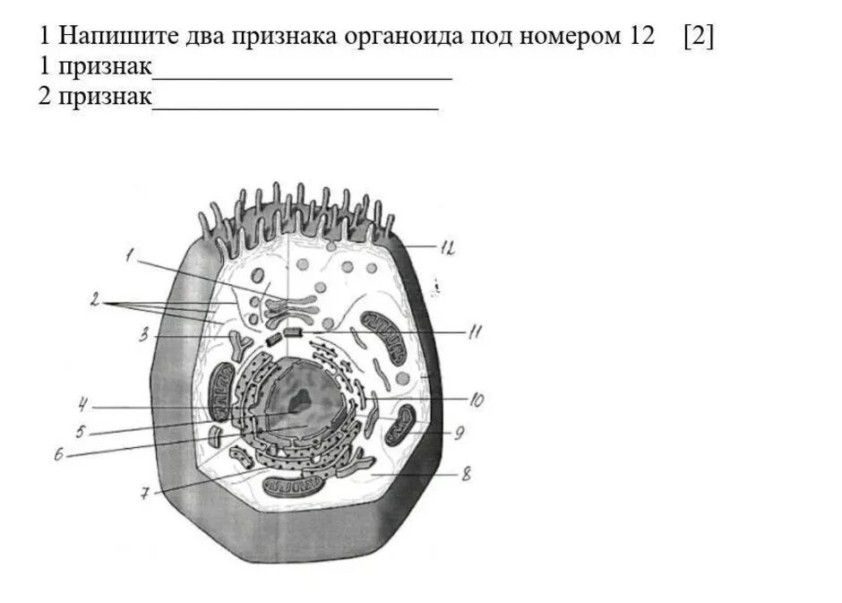 Органоиды клетки схема. Органоиды клетки схема ЕГЭ. Органоиды клетки рисунки. Строение эукариотической клетки рисунок ЕГЭ. Установите соответствие между признаками органоида клетки