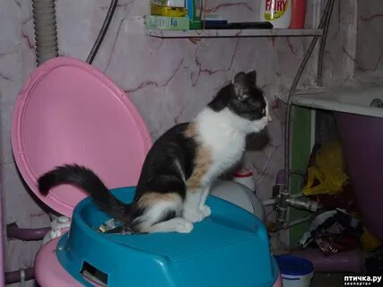 Приучить кота к квартире