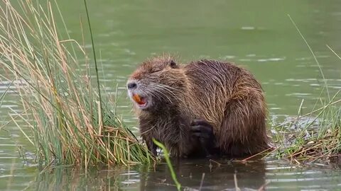 Бобры грызут видео
