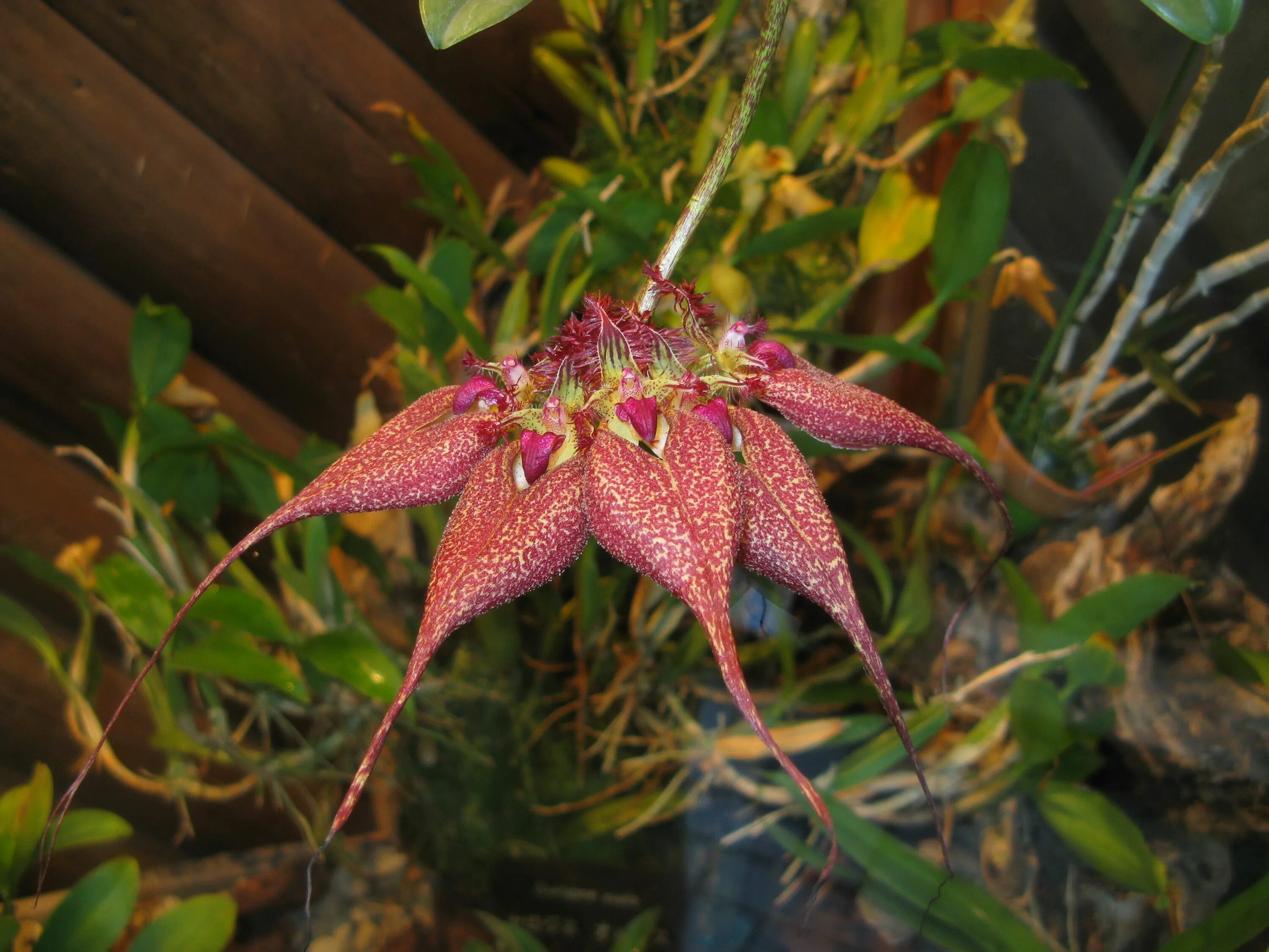 Кромулент. Bulbophyllum rothschildianum. Bulbophyllum repens. Бульбофиллум Фрости. Бульбофиллум флетчериана.