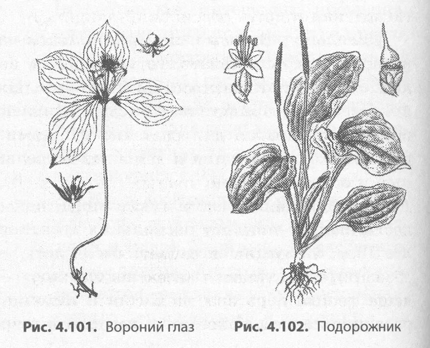 Вороний глаз однодольное. Вороний глаз строение растения. Подорожник двудольное растение. Корневище Вороньего глаза.