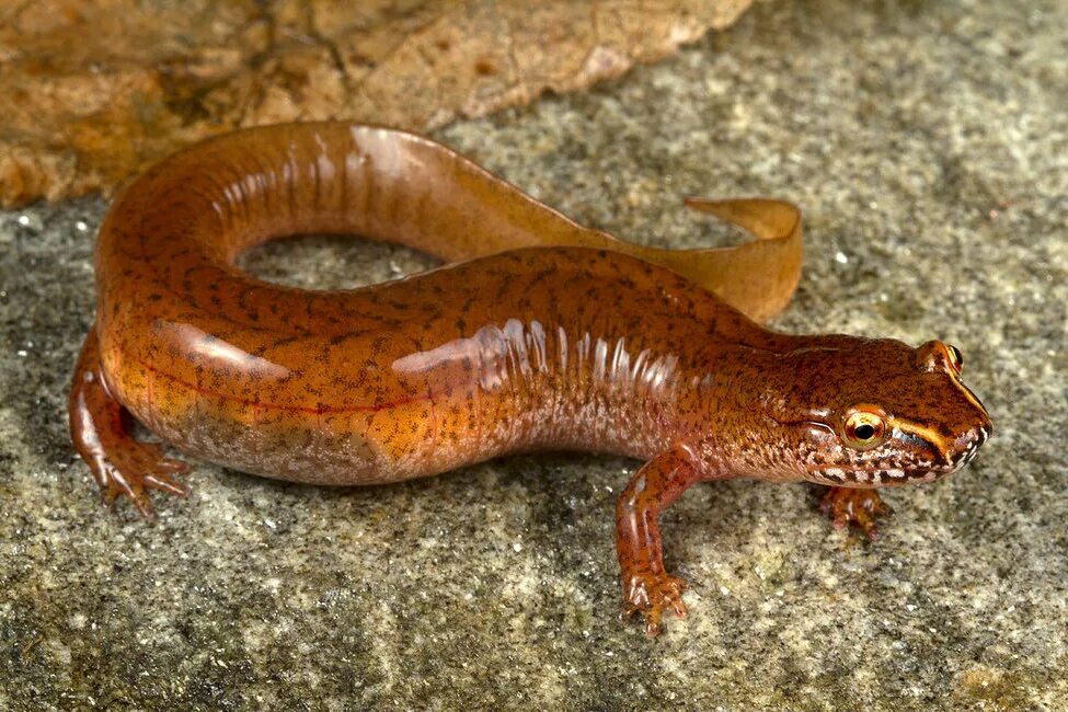 Семейства саламандр. Безлегочных саламандр (plethodontidae). Семейства саламандр. Огненная саламандра хвостатые. Огненная саламандра хвостатые земноводные.