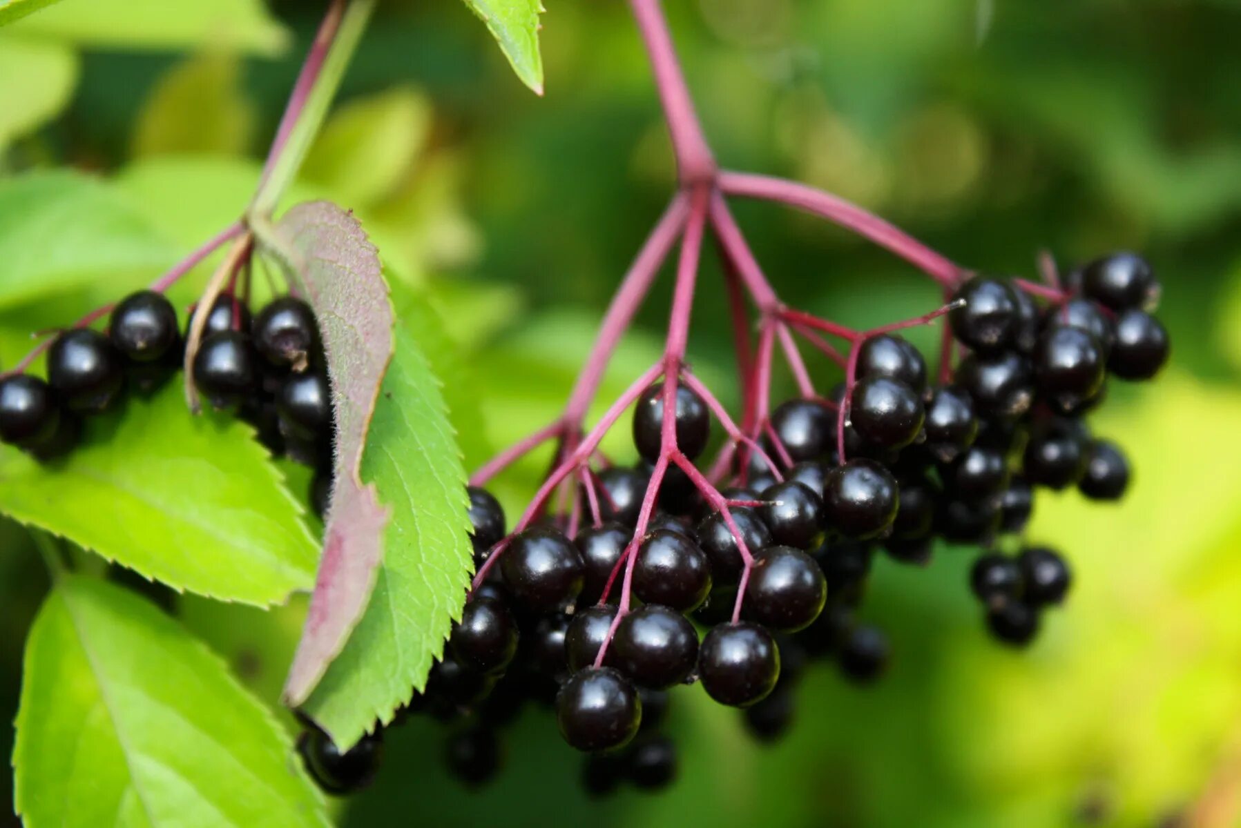 Elderberry. Sambucus elderberry. Настой из бузины. Acai berry. Бузина ягода съедобная.