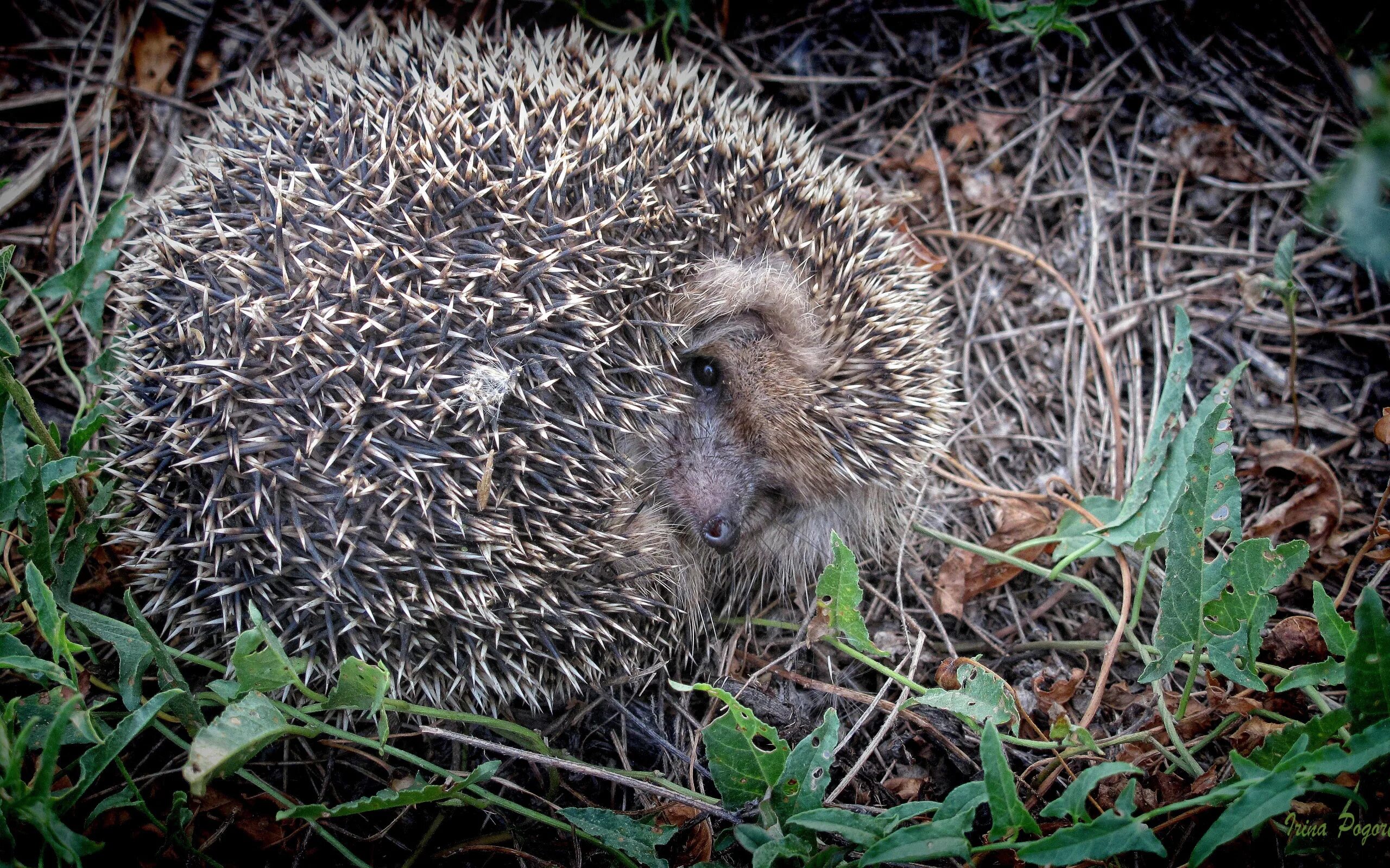 Herisson perry. Иерусалимский еж. Обыкновенный ёж с ежатами. Leo veles и herisson шип. Обыкновенный ёж иголки.