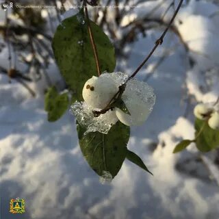 Ботанический сад имени гроздова брянск