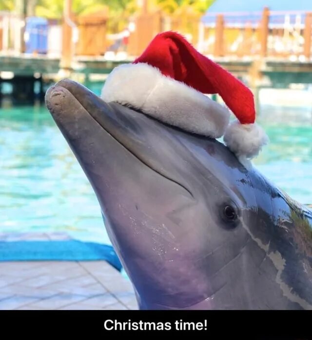 Дельфин Рождество. Волшебный Дельфин.