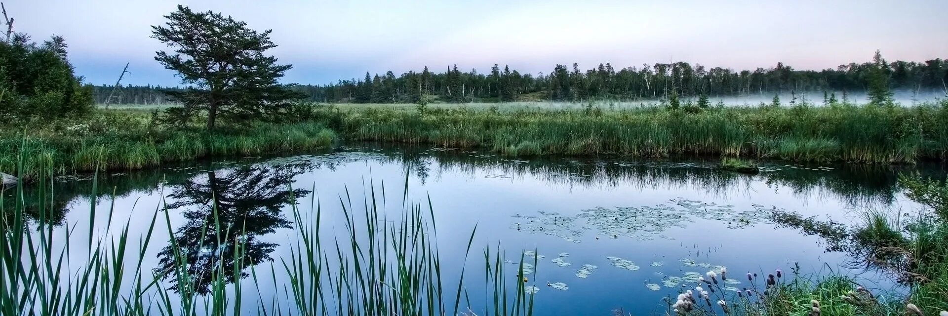 Торфяная трясина. Осинцево торфяные болота. Протовское болото. Топи топи. Болото юпяужшуо карелия.