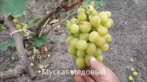 Мускат изюмский виноград описание сорта фото отзывы