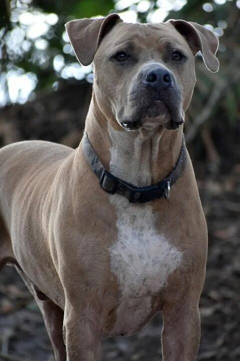 Как выглядит собака питбуль Pin on Pitt bulls