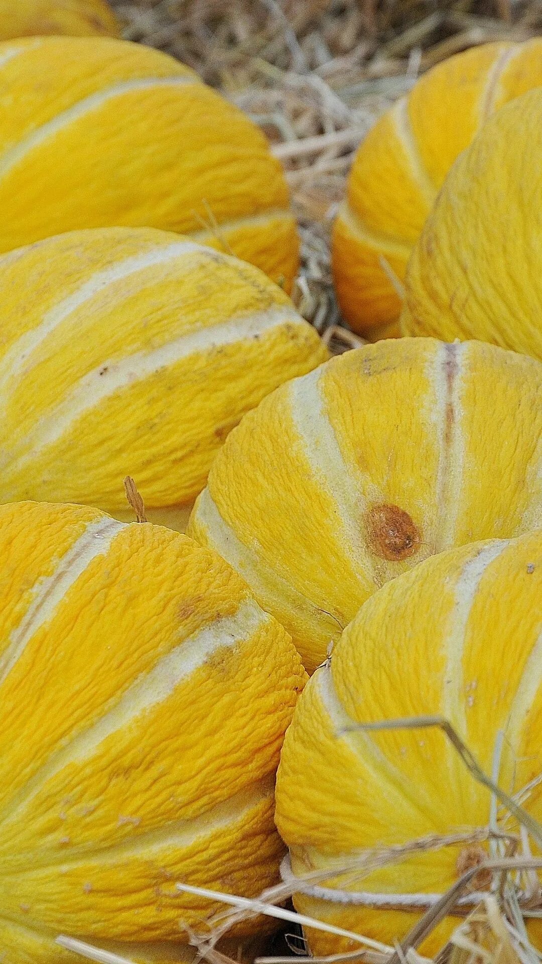 Дыня горный инжир где. Дыня тропикана. дыня кубаночка. дыня корса ф1. дыня эфиопка.