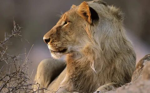Wildlife lion