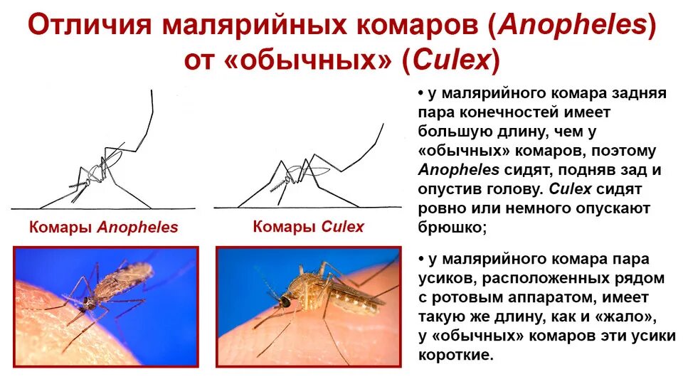 Укус малярии. Укусы комаров малярийный комар. Анофелес малярийный. Малярийный комар красный укус. Малярийный комар кусается.