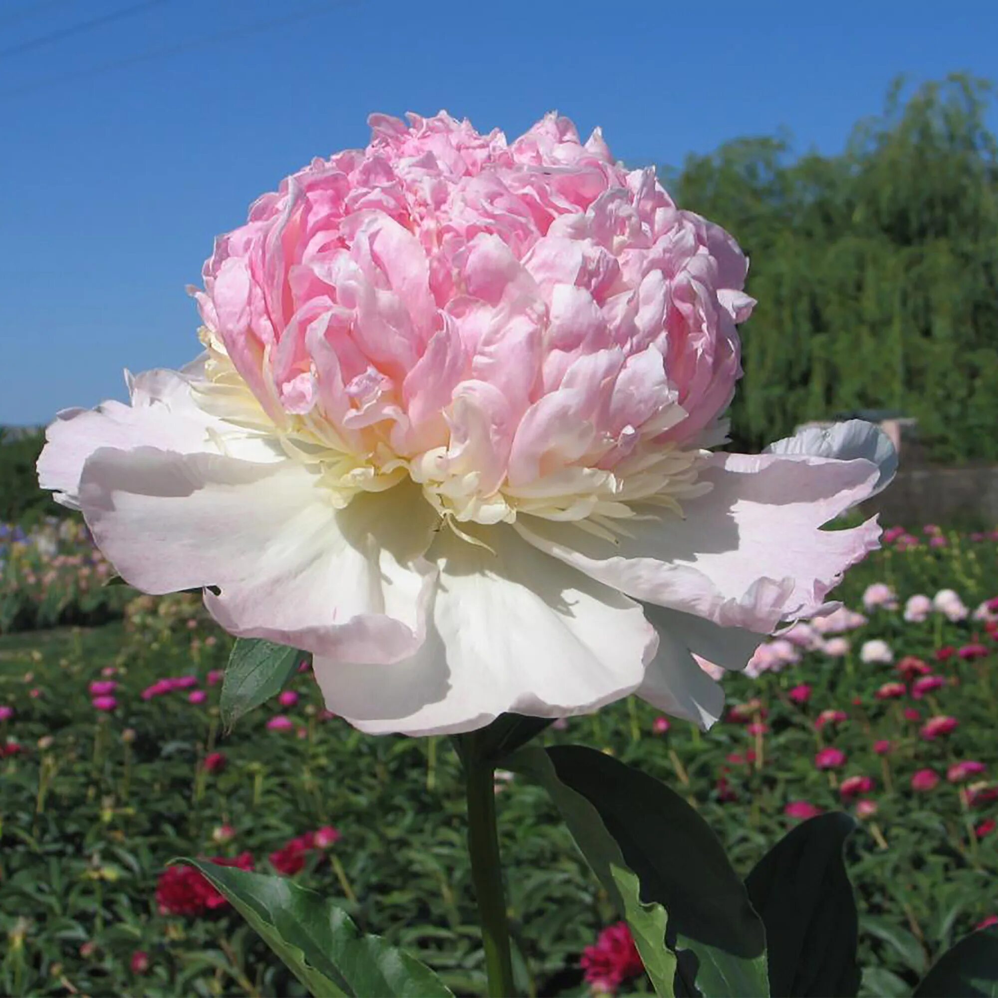 Пион распберри санди. Raspberry sundae. Пион травянистый распберри сандей. Raspberry sundae. Пион молочноцветковый распберри сандей.