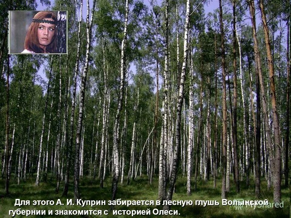 Ивана ивановича шишкина лесная глушь. В настоящую лесную глушь забираются. Кэрсивин ирландия лес. Глухомань лес. Ивана ивановича шишкина лесная глушь.