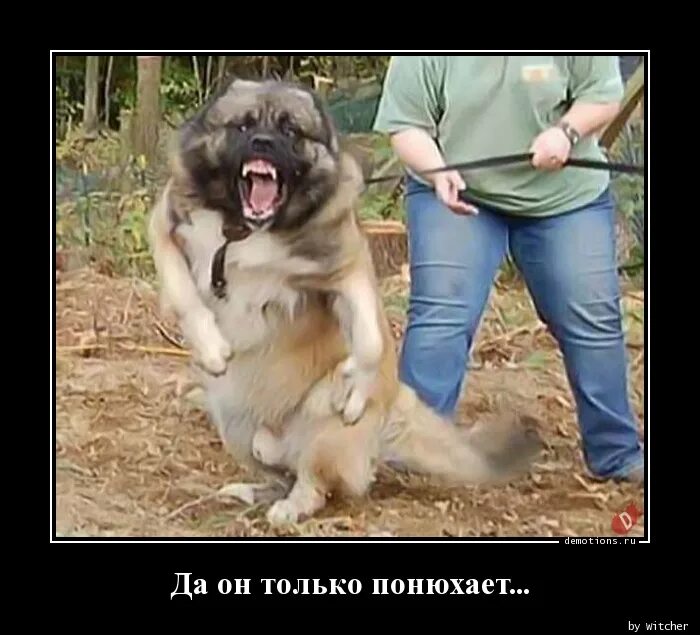 Не кусается не бросается
