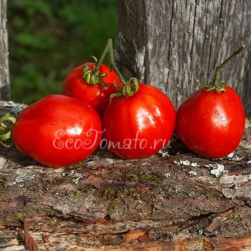 томаты узелок.