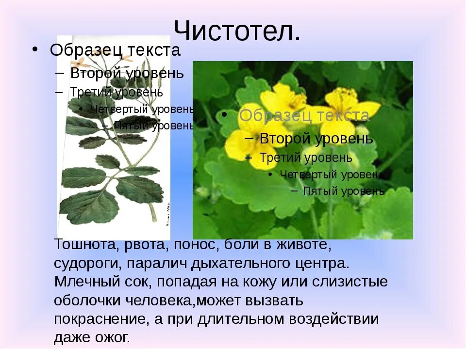 Рассказ о ядовитых растениях. Ядовитые растения. Ядовитые растения доклад. Ядовитые растения 2 класс. Ядовитые растения ядовитые растения 2 класс.