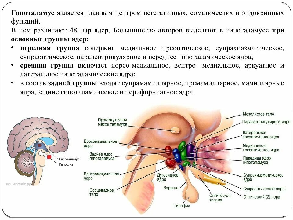 Функция промежуточного мозга дыхание температура тела. Промежуточный мозг строение и функции. Промежуточный мозг анатомия строение. Промежуточный мозг презентация. Таламус строение.