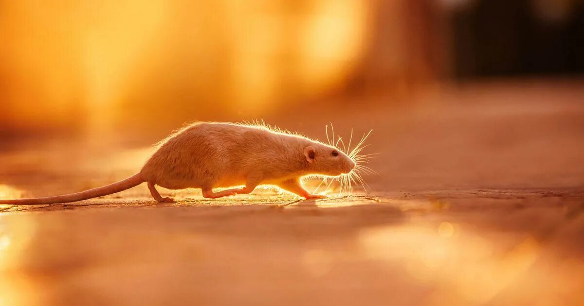 Мышь на солнце