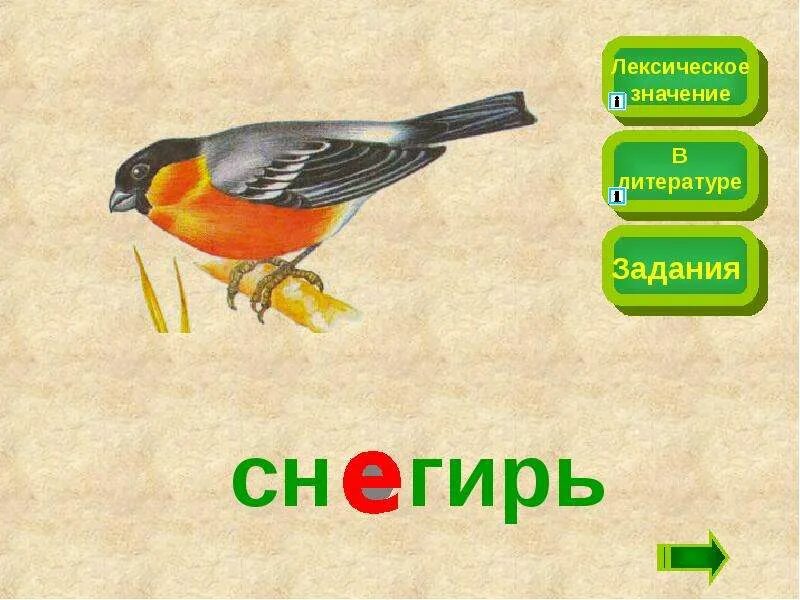 Снегильсловарное слово. Снегирь словарное слово. Словарное слово Снегирь в картинках. Словарное слово Снегирь в картинках 2 класс.