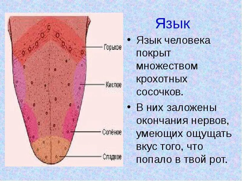 Язык насколько. Рецепторы языка человека. Вкусовые рецепторы на языке человека. Структура языка человека.