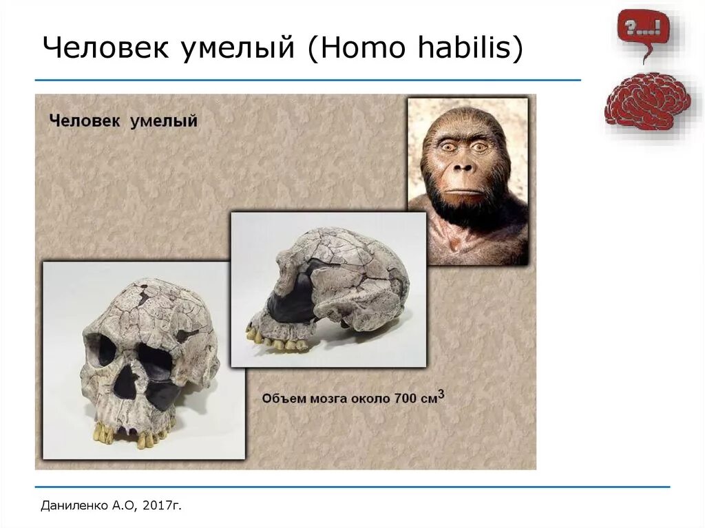Умелый. Изображение человека умелого. Homo habilis (умелый). Изображение человека умелого. Человек умелый образ жизни.