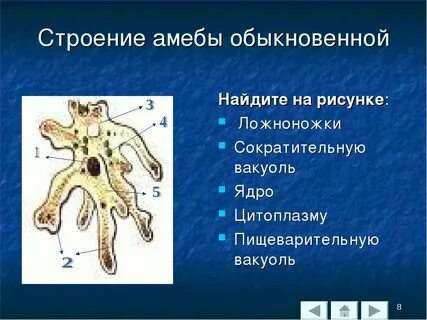 Функция пищеварительной вакуоли у амебы