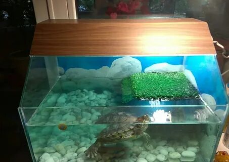 Красноухие черепахи вода в аквариуме