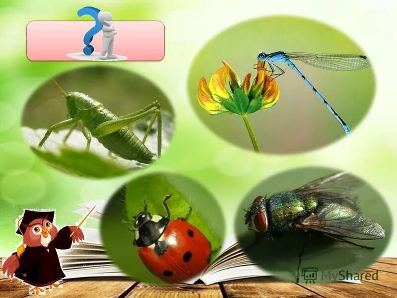 Класс насекомые многообразие. Энтомология. Проект насекомые. Насекомые много. Как называется наука о насекомых.