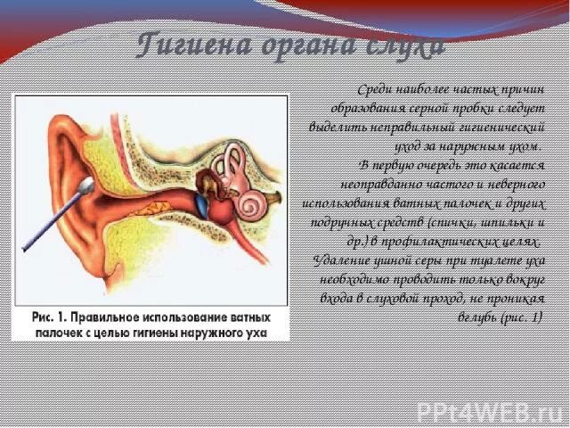 Гигиена органа слуха 8 класс. Гигиена органов слуха. Правила гигиены органов слуха. Гигиена органов слуха биология 8 класс. Правильная гигиена наружного уха.