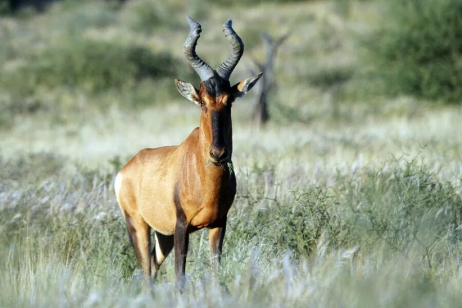Hartebeest yaelokre текст