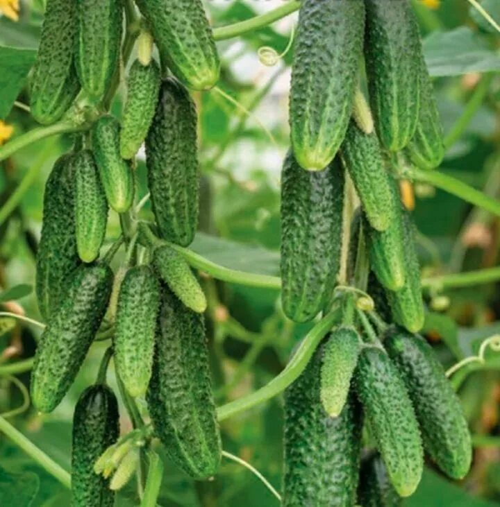 Поле с огурцами. Огурец корнишон пикулька. Огурцы в корзине. Огурец пикулька корнишон уральский дачник. Огурцы в 2024 году.