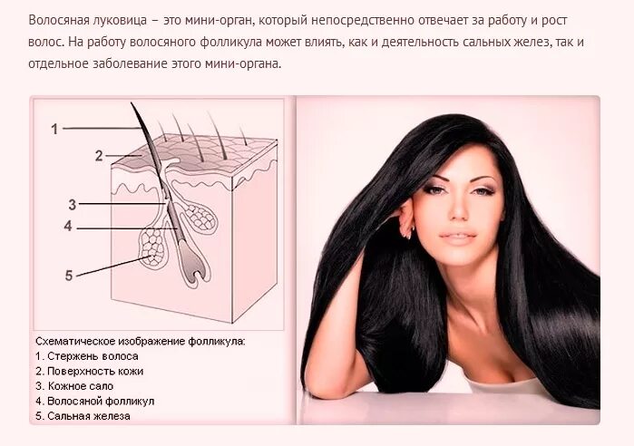Как разбудить волосы на голове. Луковица волоса. спящие луковицы волос. как пробудить спящие луковицы волос на голове. спящие волосяные луковицы.