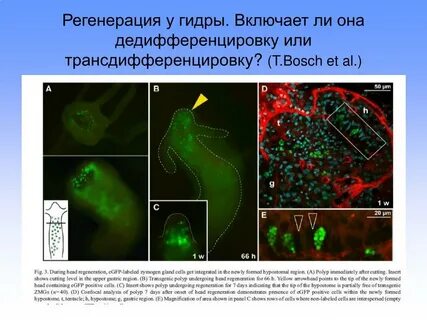 Барьер регенерация регенерации