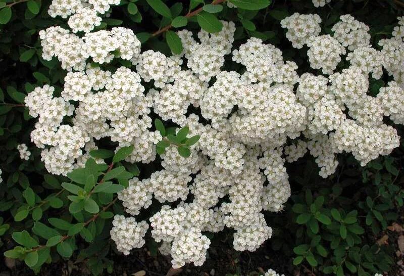 Спирея джун. Спирея ниппонская круглолистная. спирея ниппонская spiraea nipponica. спирея ниппонская snowmound. спирея ниппонская «флешенфуллер».