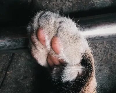 Лапа котика 4