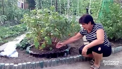 На даче росло 8 кустов смородины