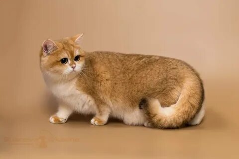 Шиншилла золото