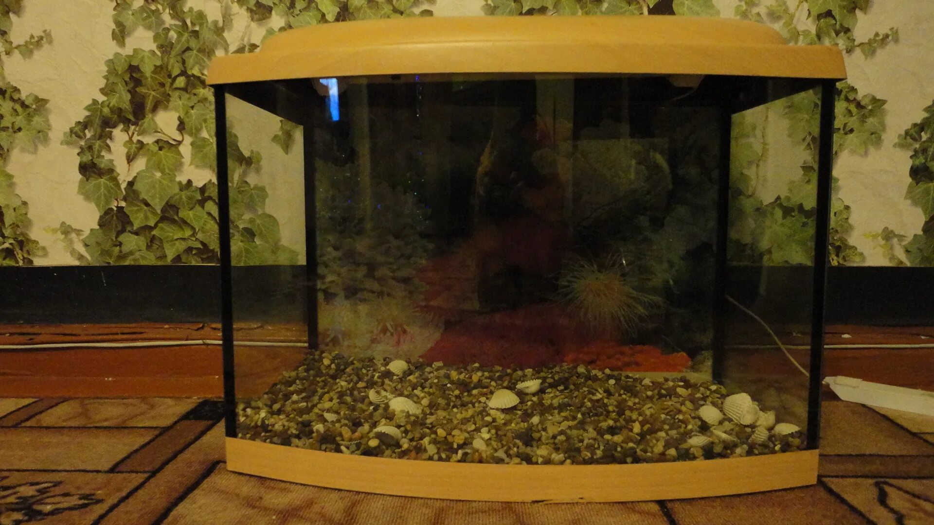 Аквариум 50 см высота. Аквариум 50 см высота. Аквариум прямоугольный атолл без крышки, 100 литров, 80 х 25 х 50 см. Стеклянный аквариум 40 см. Аквариум для рыбок 50 сантиметров на 50.