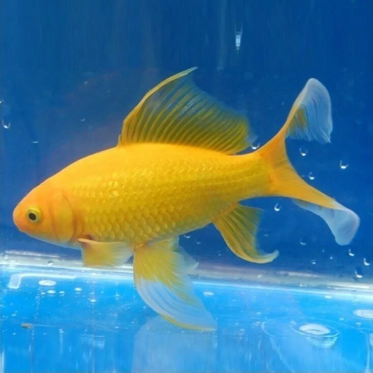 Рыбка золотого цвета. Золотые аквариумные рыбки Комета. Комета желтая рыбка аквариумная. Рыба Золотая Комета аквариумная. Комета лимонная аквариумная рыбка.