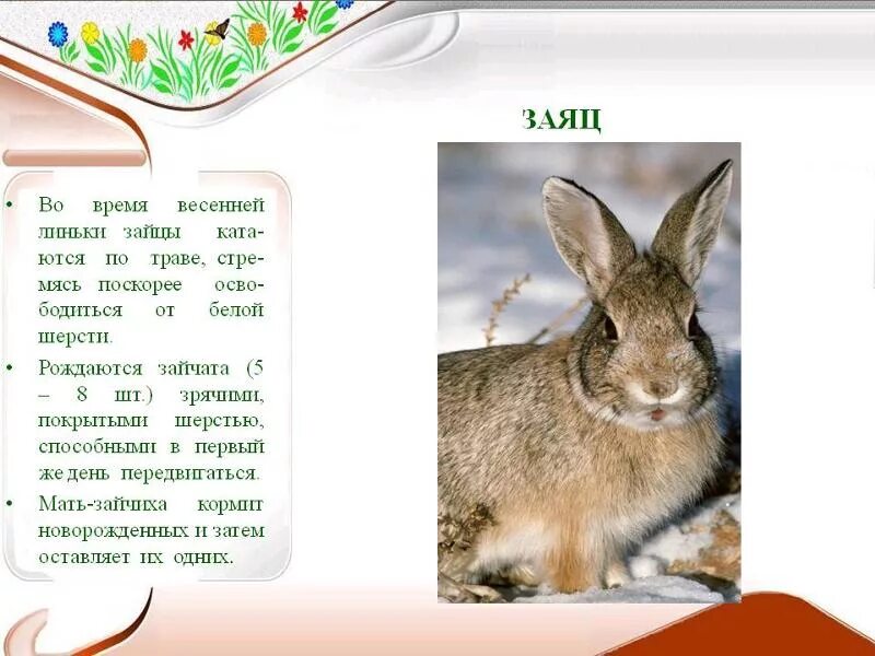 Сообщение про зайца. Текст описание про зайца 4 класс. Текст описание про зайца 3 класс. Рассказ про зайца 2. Доклад про зайца.