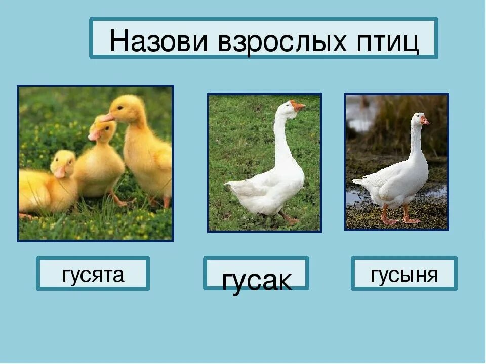 Гусь мальчик как называется. Внешние отличия гусака и гусыни. гусь и гусыня отличия. как различить гусака от гусыни.
