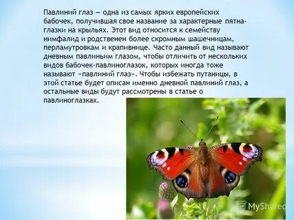 Сколько живет бабочка павлиний глаз