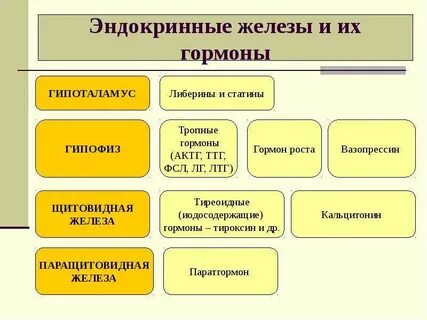 Железы смешанной секреции таблица и их гормоны